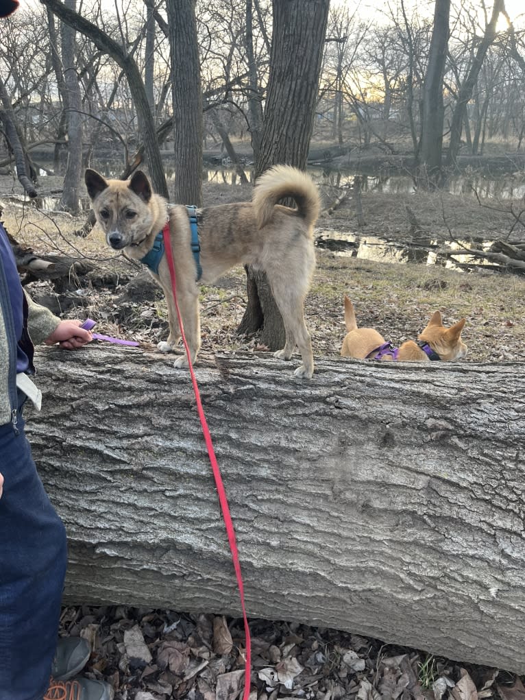 Zorro, a Japanese or Korean Village Dog tested with EmbarkVet.com