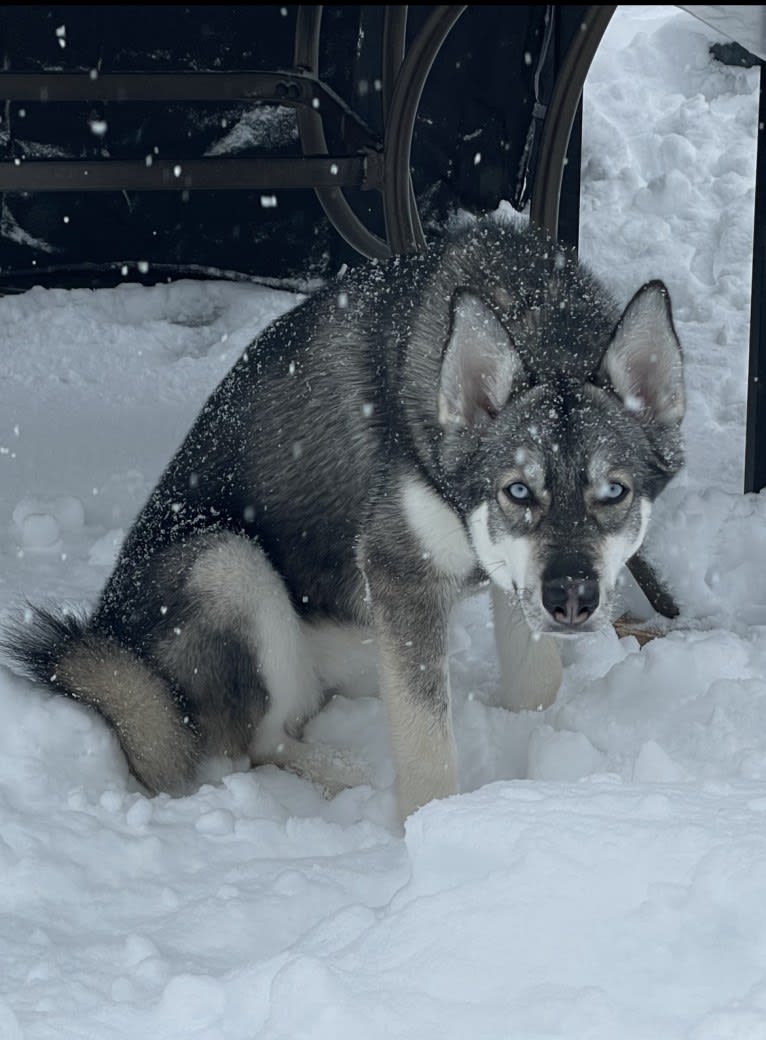 Sasha, a Siberian Husky tested with EmbarkVet.com