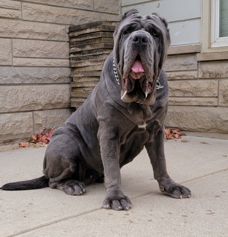 Argentina, a Neapolitan Mastiff tested with EmbarkVet.com