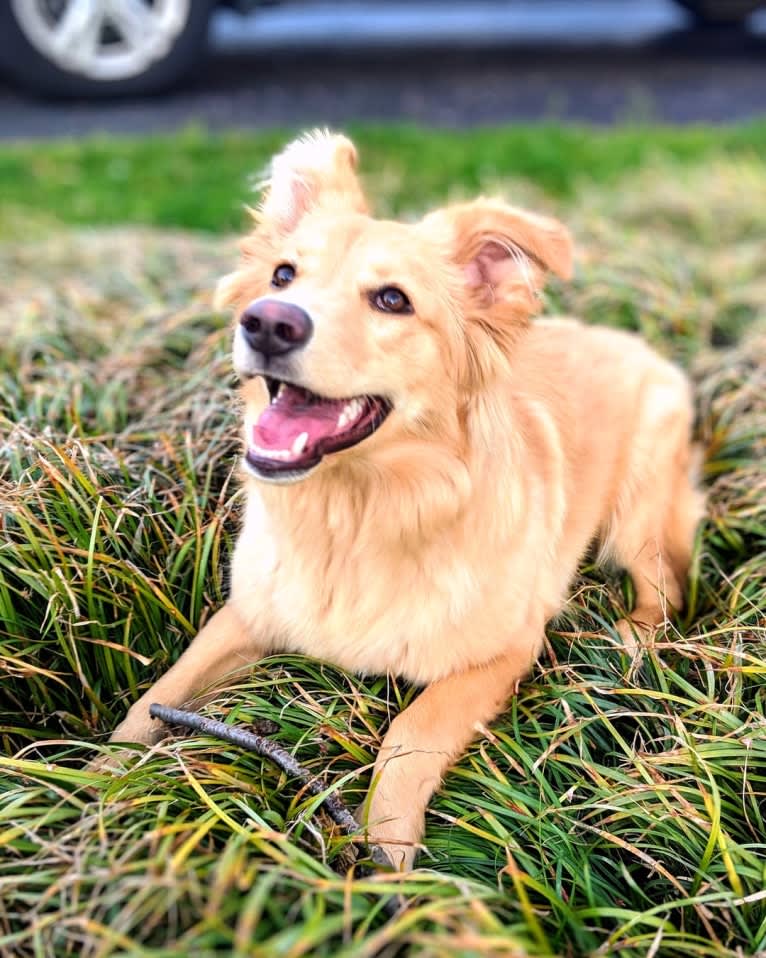 Sadie, a German Shepherd Dog and Golden Retriever mix tested with EmbarkVet.com
