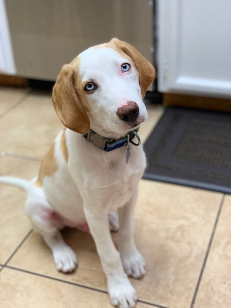 Arlo, an American Foxhound and German Shepherd Dog mix tested with EmbarkVet.com