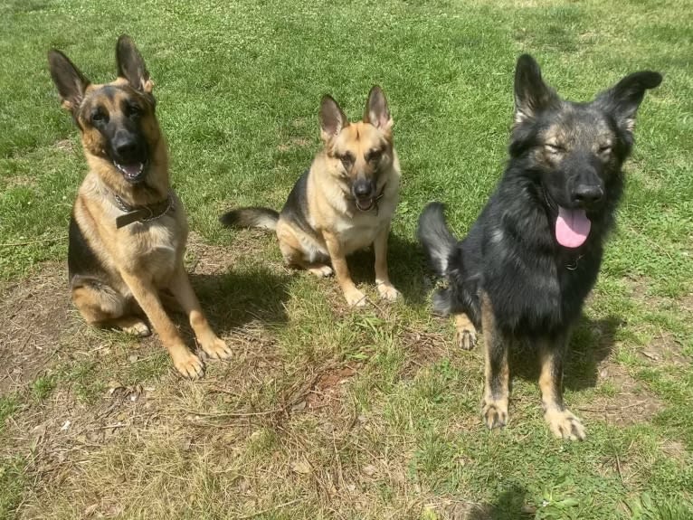Mishka, a German Shepherd Dog tested with EmbarkVet.com