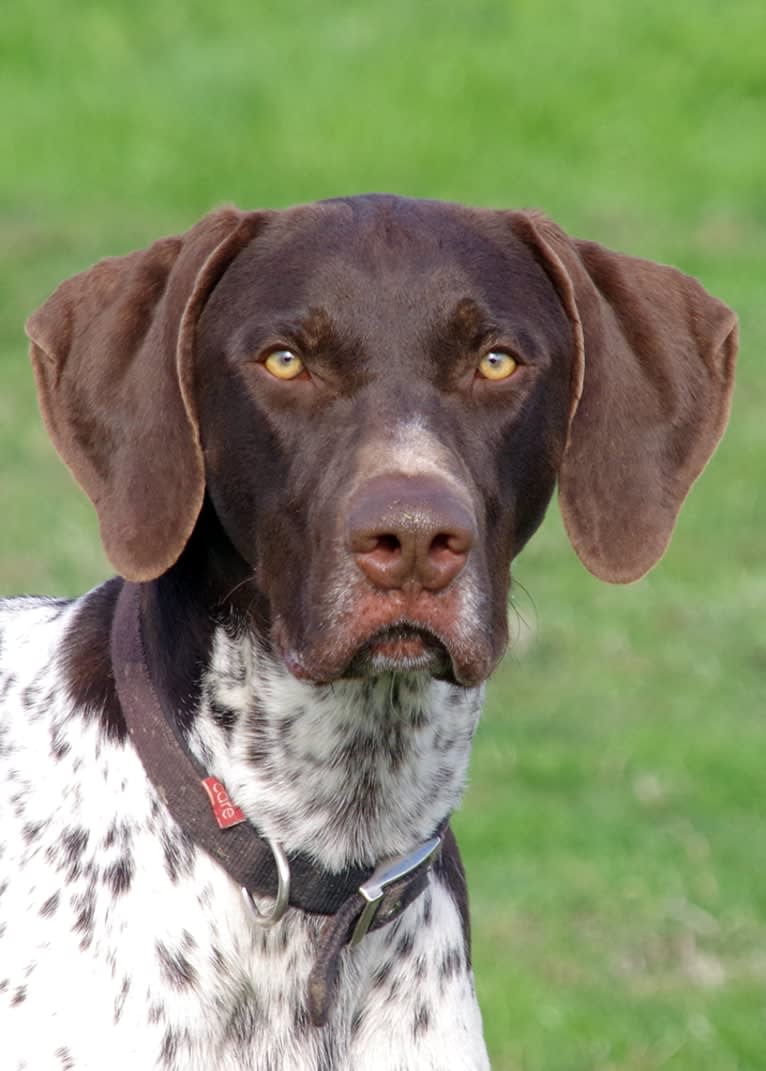 Crixus, a German Shorthaired Pointer and Alaskan-type Husky mix tested with EmbarkVet.com