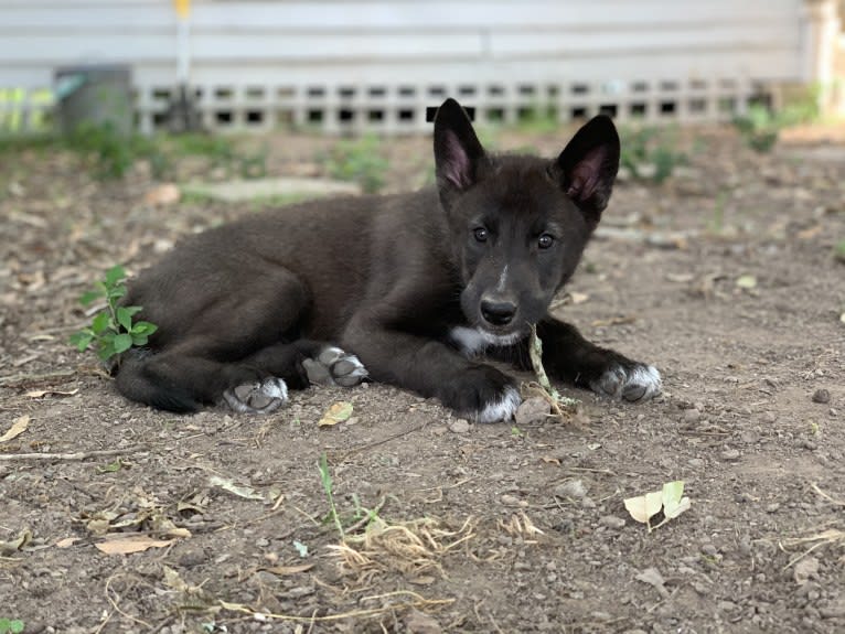 Jaeger a dog tested with EmbarkVet.com