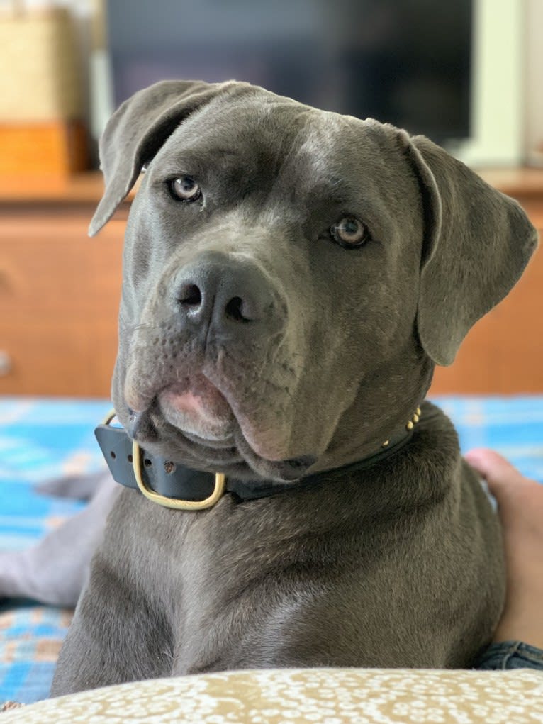 Hana, a Cane Corso tested with EmbarkVet.com