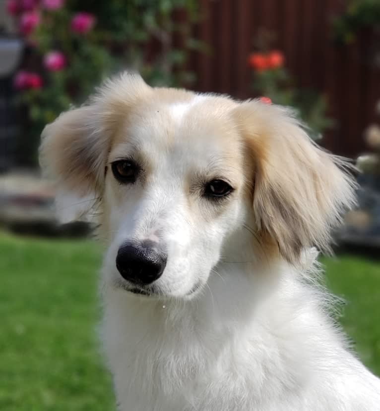 Pie, a Treeing Walker Coonhound and Great Pyrenees mix tested with EmbarkVet.com