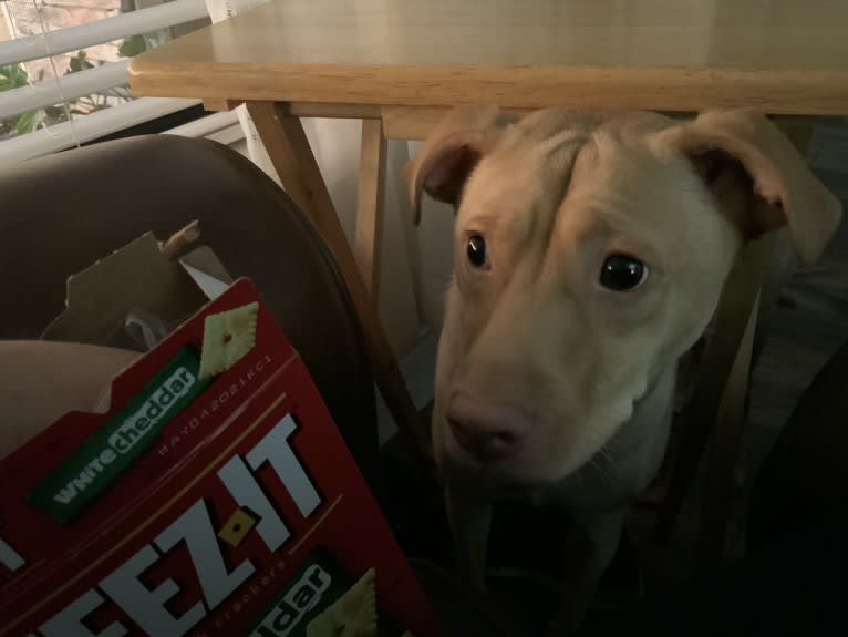 Ziva, an American Pit Bull Terrier and Golden Retriever mix tested with EmbarkVet.com