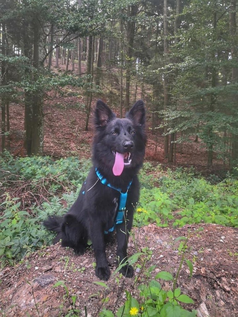 Koda, an Eastern European Village Dog and German Shepherd Dog mix tested with EmbarkVet.com
