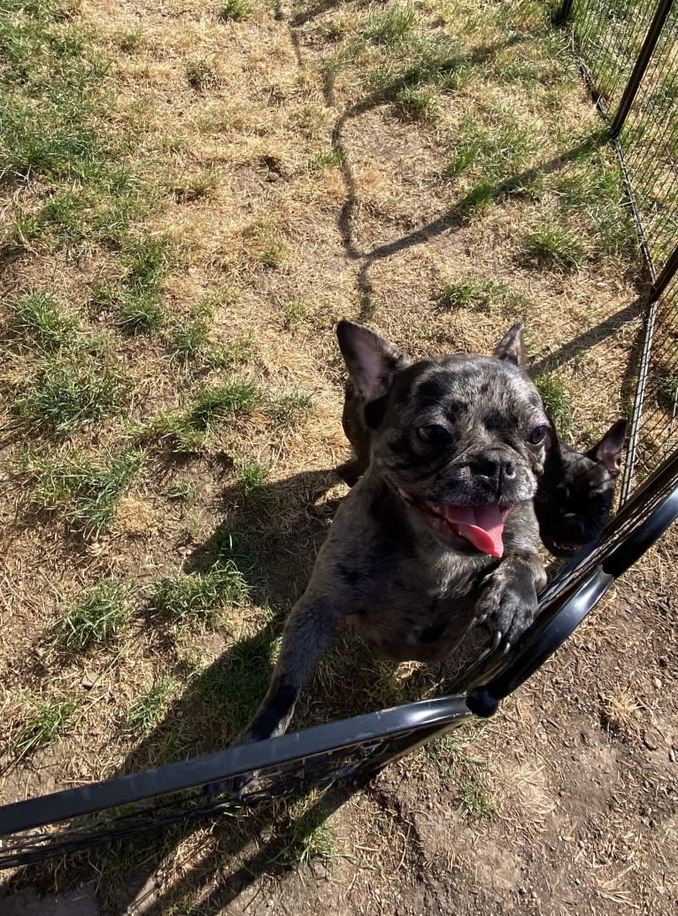 Pink Lady, a French Bulldog tested with EmbarkVet.com