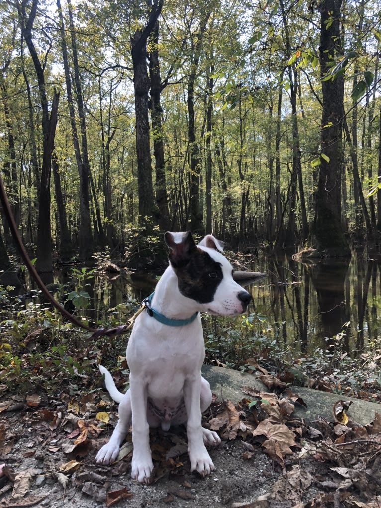 Photo of River, an American Pit Bull Terrier, Australian Cattle Dog, Boxer, German Shepherd Dog, and Mixed mix in Chapel Hill, North Carolina, USA