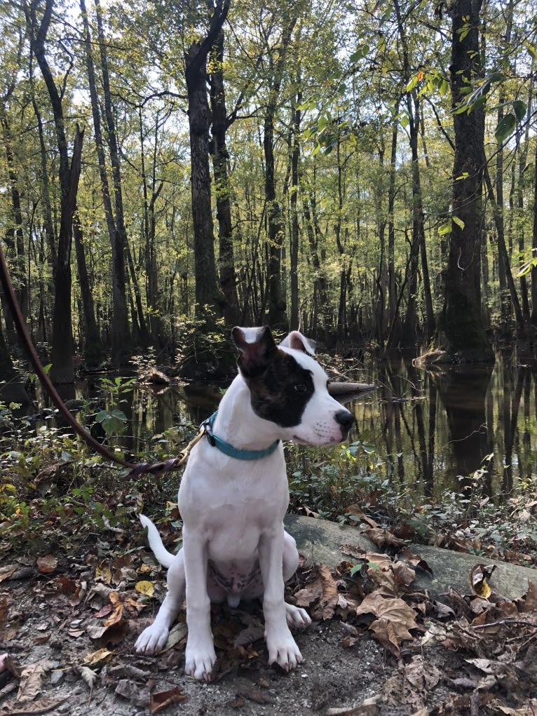 River, an American Pit Bull Terrier and Australian Cattle Dog mix tested with EmbarkVet.com