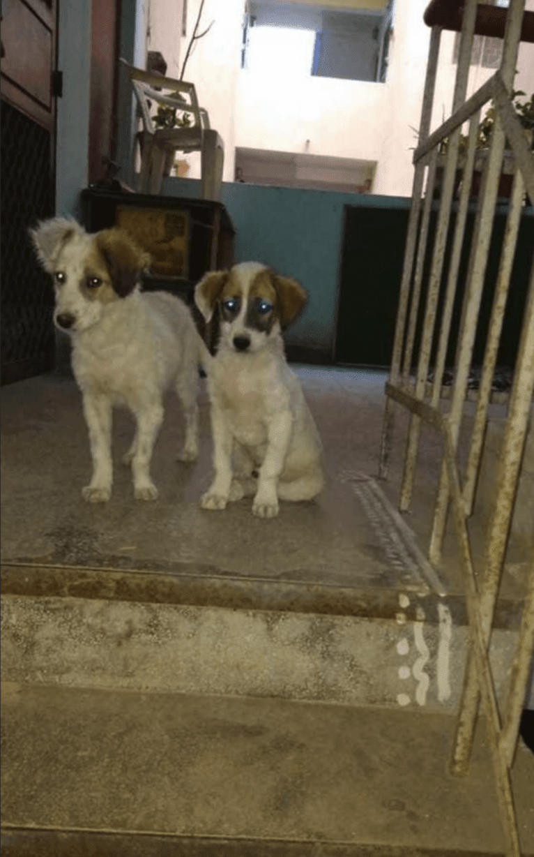 Carrot, a South Asian Village Dog tested with EmbarkVet.com