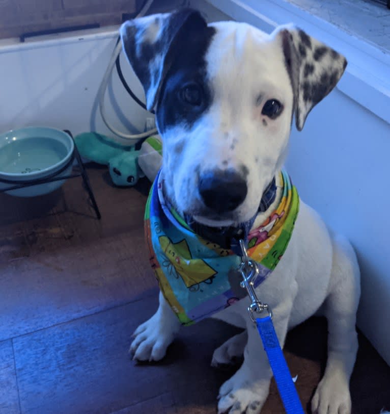 Arlo, an Australian Cattle Dog and Russell-type Terrier mix tested with EmbarkVet.com