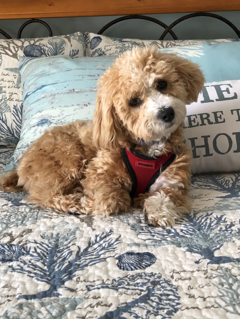 Scooter, a Poodle (Small) and Maltese mix tested with EmbarkVet.com