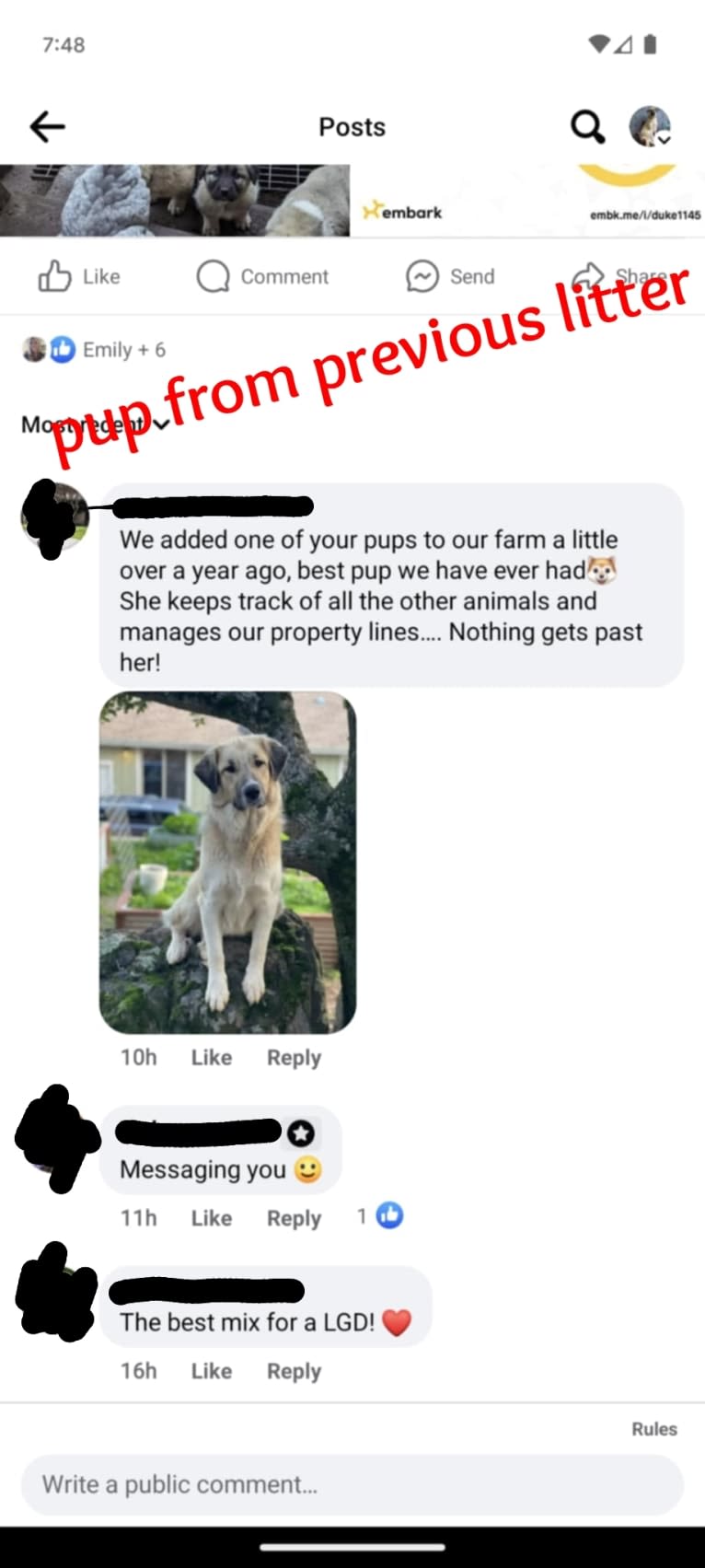 Duke, a Great Pyrenees and Anatolian Shepherd Dog mix tested with EmbarkVet.com