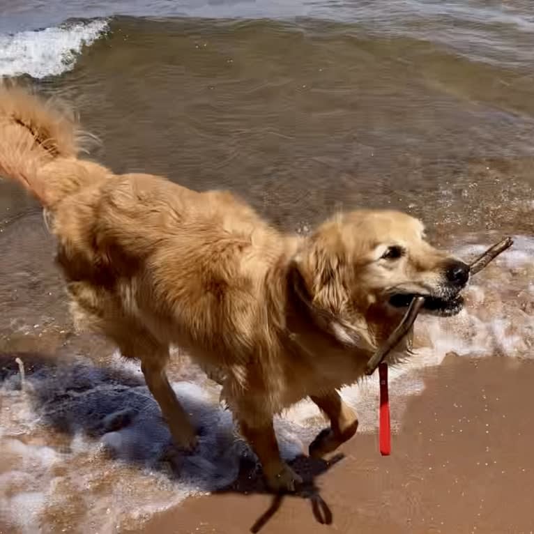 Timber “Gross Manor’s I’ll Be The One You Won’t Forget”, a Golden Retriever tested with EmbarkVet.com