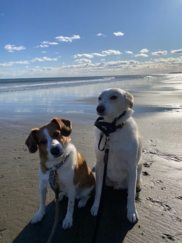 Finley, a Great Pyrenees and Border Collie mix tested with EmbarkVet.com