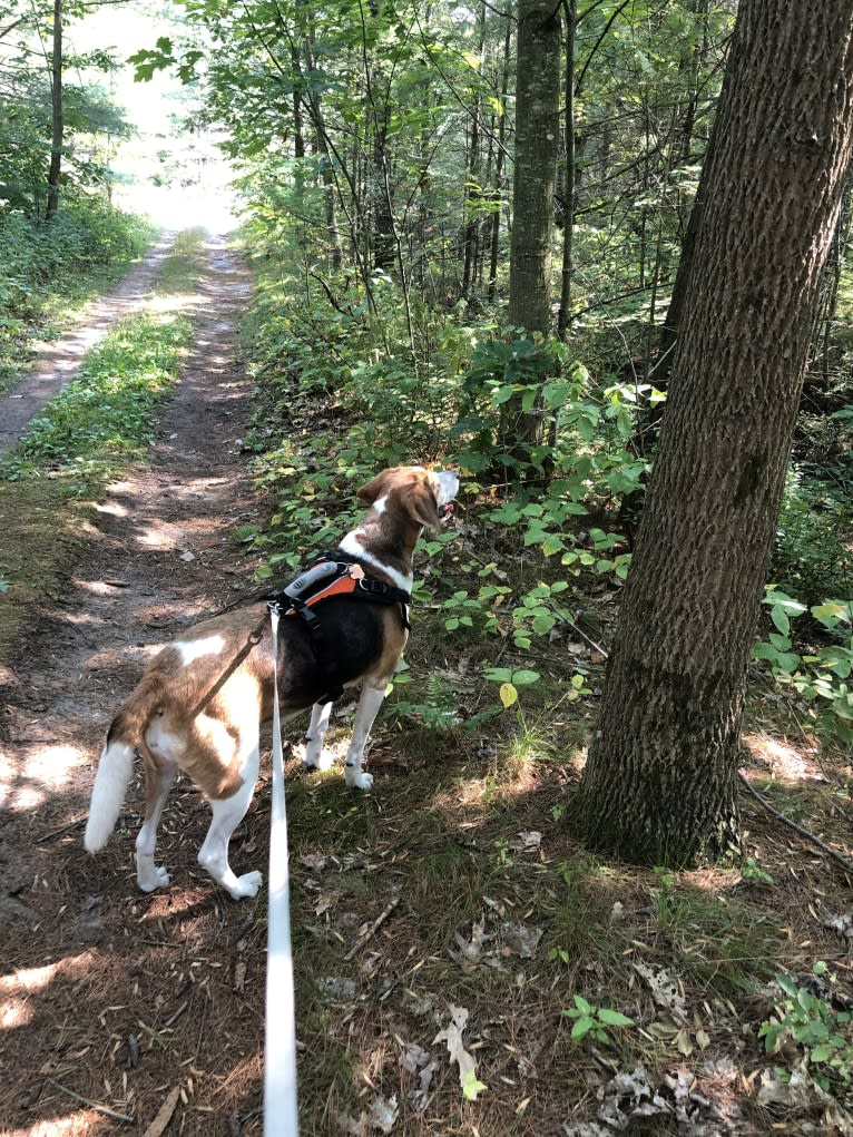 Celia, an American Foxhound tested with EmbarkVet.com