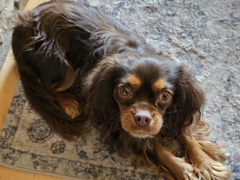 Diamond, a Cavalier King Charles Spaniel tested with EmbarkVet.com