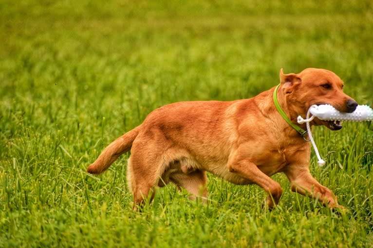 Murc, a Labrador Retriever tested with EmbarkVet.com