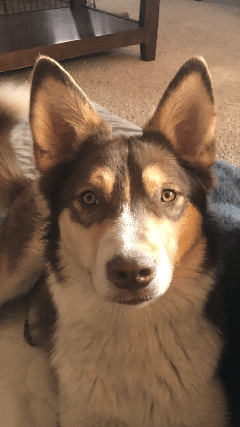 Jake, an Australian Shepherd and Siberian Husky mix tested with EmbarkVet.com