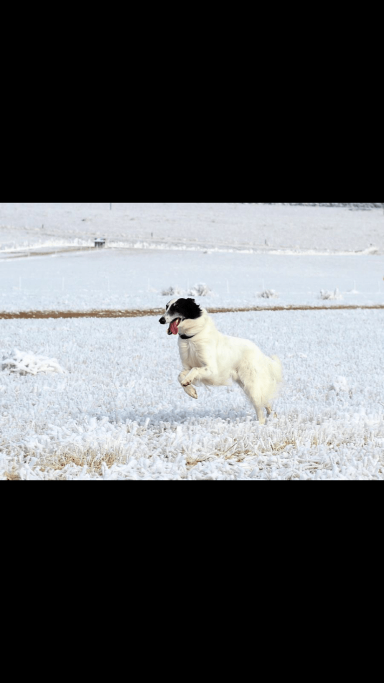 Cool Run Chandon, a Silken Windhound tested with EmbarkVet.com