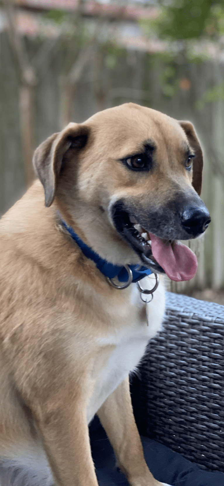 Beowulf (Bear), a Norwegian Elkhound and American Pit Bull Terrier mix tested with EmbarkVet.com