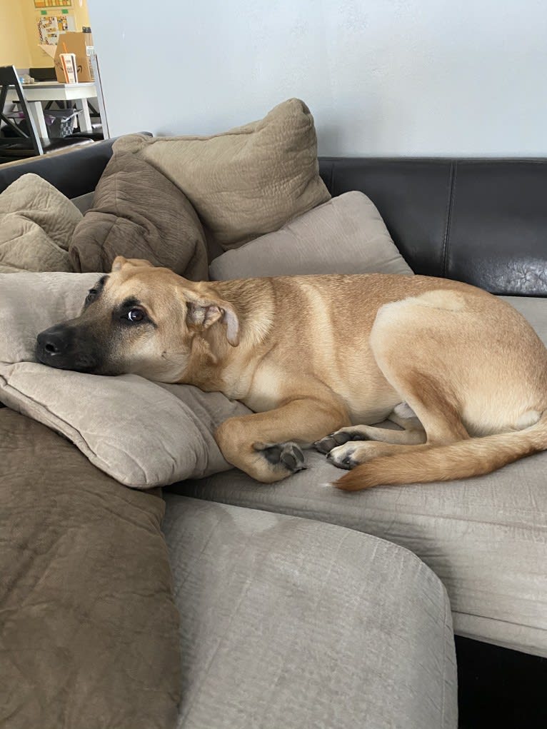 Link, a German Shepherd Dog and Boxer mix tested with EmbarkVet.com