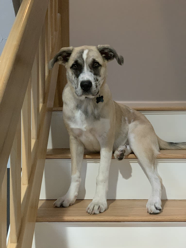 Miller, a Great Pyrenees and Mountain Cur mix tested with EmbarkVet.com