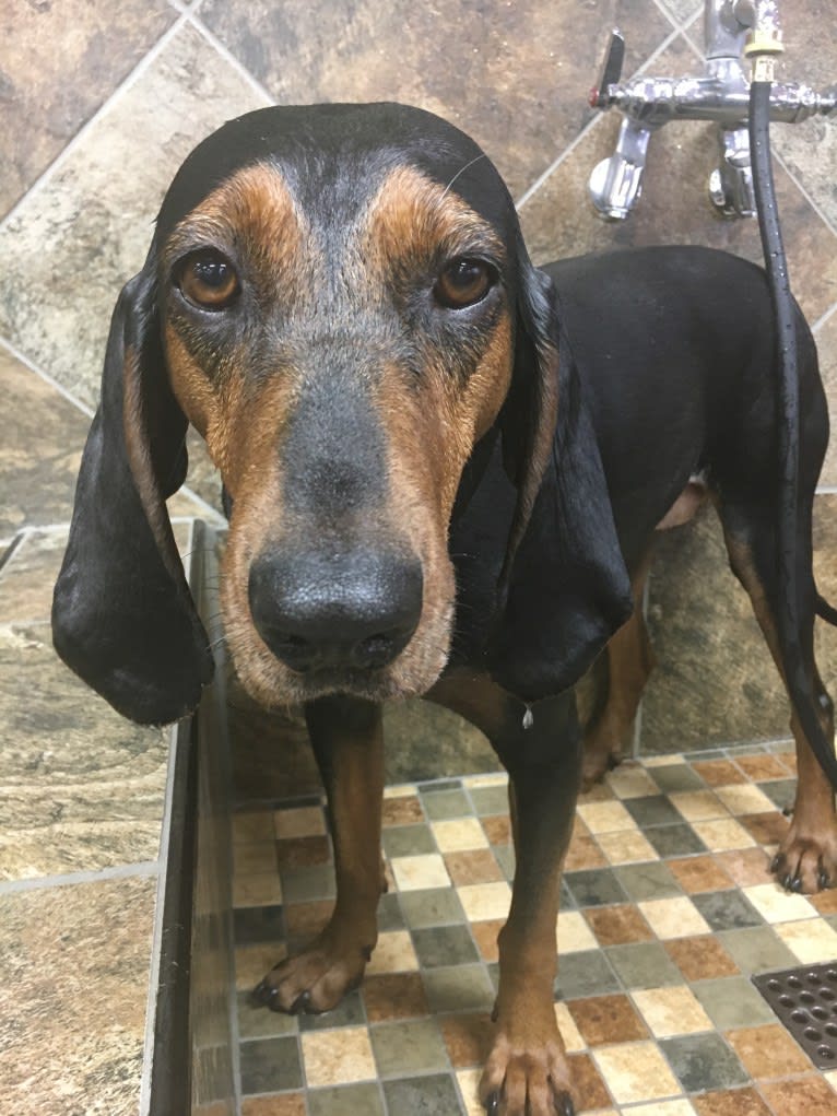 Monkey, a Black and Tan Coonhound tested with EmbarkVet.com