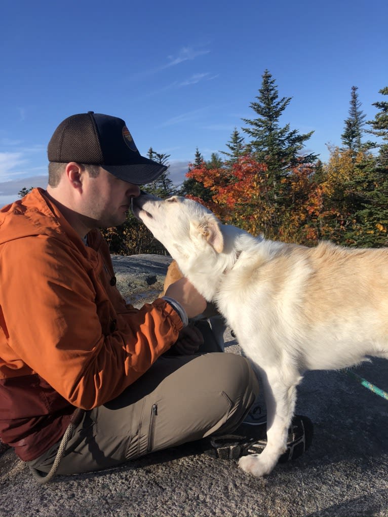 Finley, a Great Pyrenees and Border Collie mix tested with EmbarkVet.com