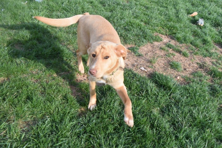 Wrinkles, a Golden Retriever and Treeing Walker Coonhound mix tested with EmbarkVet.com