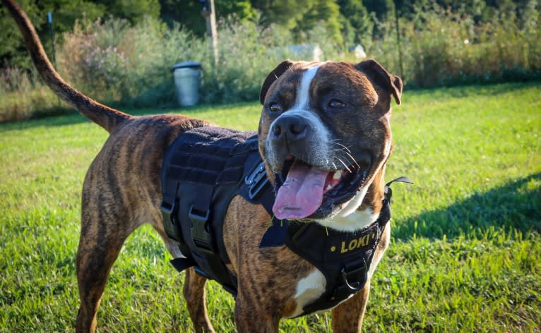 Loki, an American Pit Bull Terrier (4.7% unresolved) tested with EmbarkVet.com