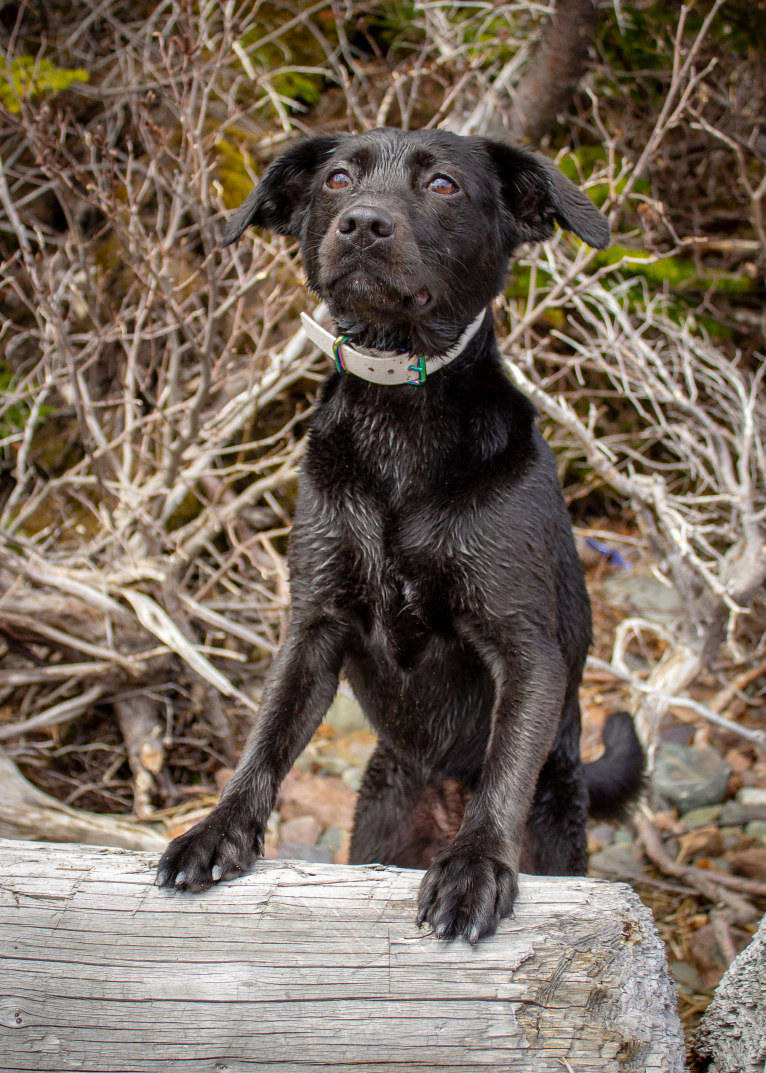 Cinder, a Newfoundland and Labrador Retriever mix tested with EmbarkVet.com