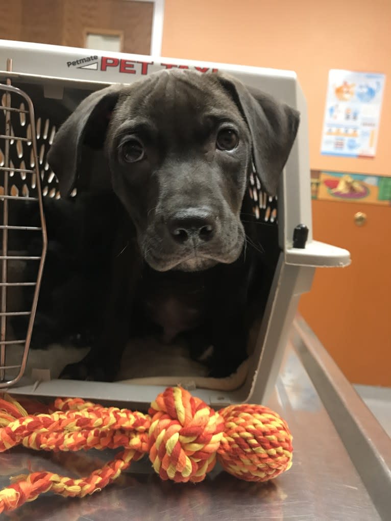 Kevlar, a Catahoula Leopard Dog and Mountain Cur mix tested with EmbarkVet.com