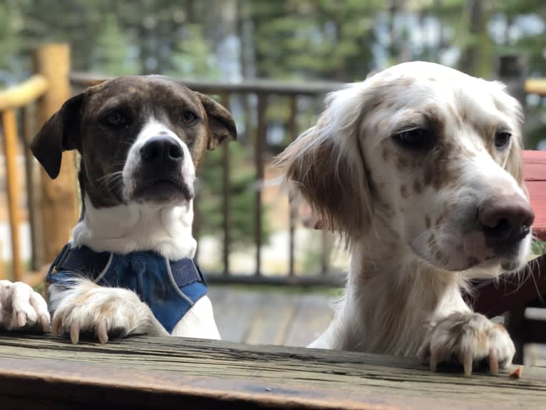 Argus, a Llewellin Setter tested with EmbarkVet.com