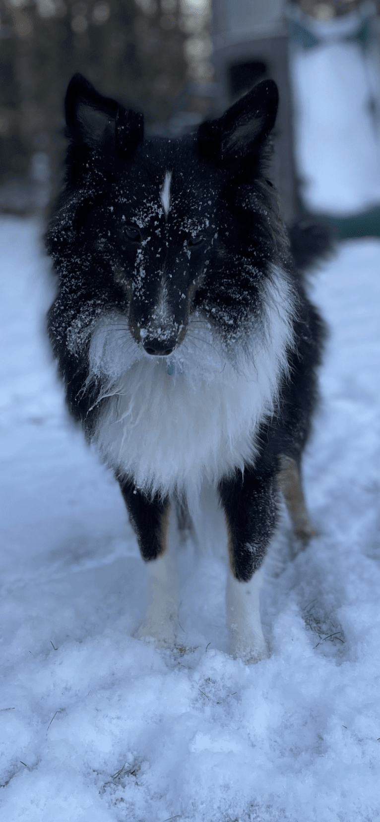 Whiskey Cash Adams, a Shetland Sheepdog tested with EmbarkVet.com