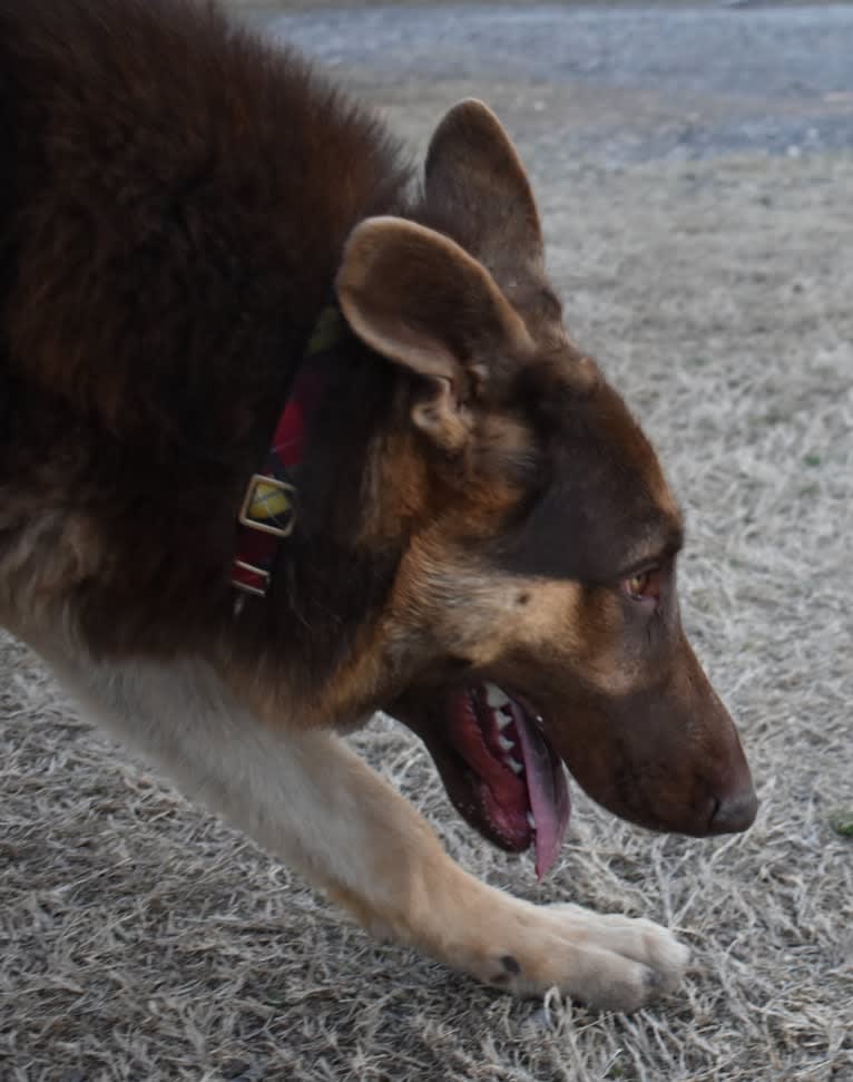 Bell's whiskey bear von Wolfgang haus, a German Shepherd Dog tested with EmbarkVet.com