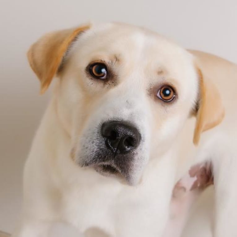Winston, a Great Pyrenees and German Shepherd Dog mix tested with EmbarkVet.com