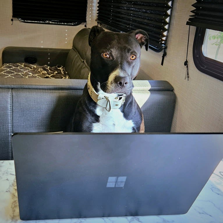 Luna, an American Pit Bull Terrier tested with EmbarkVet.com