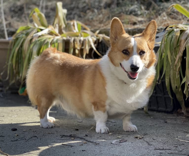 Lil Teddy, a Pembroke Welsh Corgi tested with EmbarkVet.com