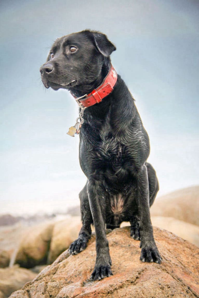 Zharia, a Labrador Retriever tested with EmbarkVet.com