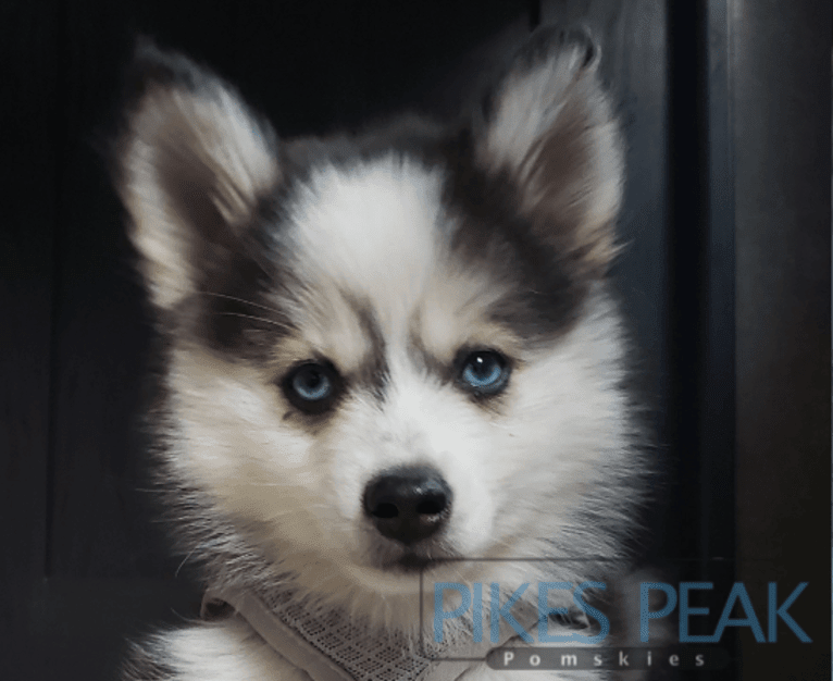 Force, a Pomeranian and Siberian Husky mix tested with EmbarkVet.com