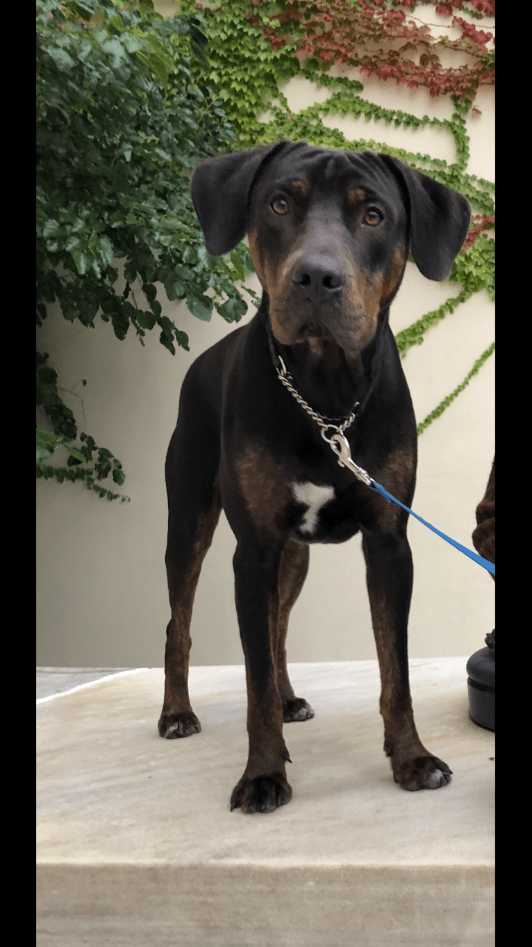 Sampson, a Catahoula Leopard Dog tested with EmbarkVet.com