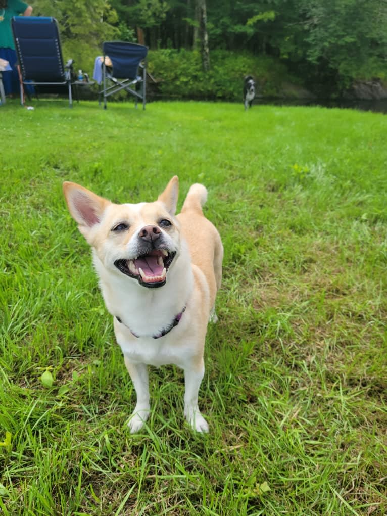 Lyra, a Japanese or Korean Village Dog tested with EmbarkVet.com