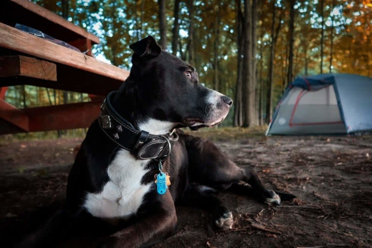 Luna, an American Pit Bull Terrier tested with EmbarkVet.com