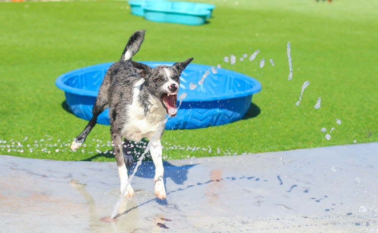 Fury, a Koolie tested with EmbarkVet.com