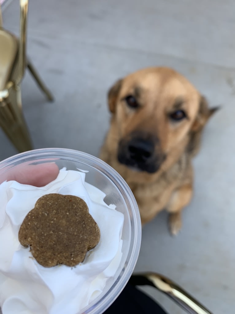 Daisy Mae, a Great Pyrenees and Australian Cattle Dog mix tested with EmbarkVet.com