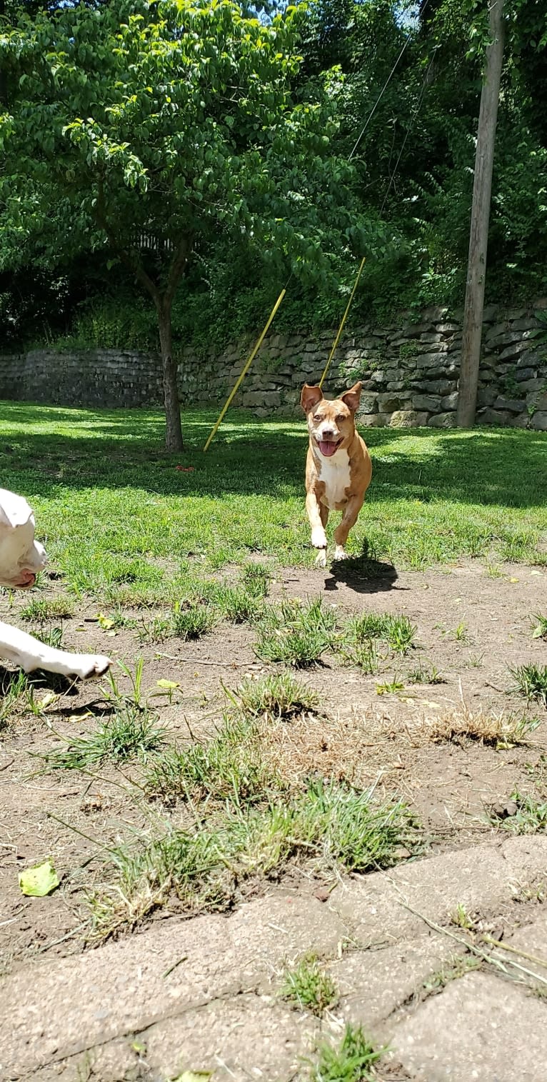 Buttercup, an American Pit Bull Terrier and Labrador Retriever mix tested with EmbarkVet.com