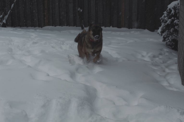 Percy, a Norwegian Elkhound and Australian Cattle Dog mix tested with EmbarkVet.com